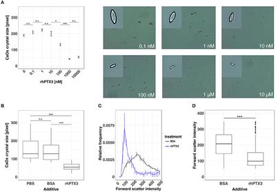 The Long Pentraxin PTX3 Is an Endogenous Inhibitor of Hyperoxaluria-Related Nephrocalcinosis and Chronic Kidney Disease